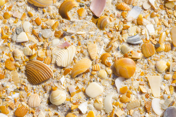 Natural sand, stones and shells beach background