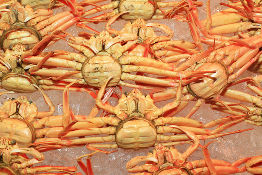 snow crab (Chionoecetes opilio) in Japan