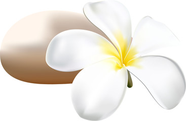 Frangipani © meen_na