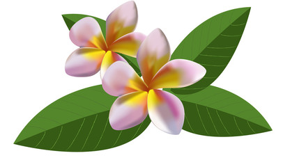Pink plumeria with leaves