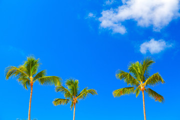 Tropical palm.