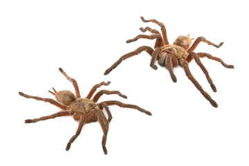 Brown Baboon Tarantula (Pterinochilus meriodnales)