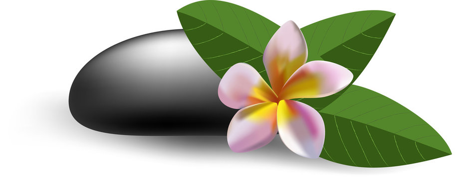 Pink Plumeria With Leaves