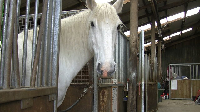 White horse in stall turning head