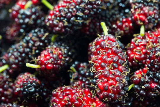 Close up organic mulberry