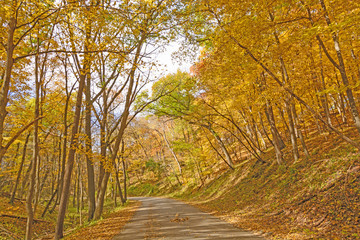 Rural Road on a Fall Day