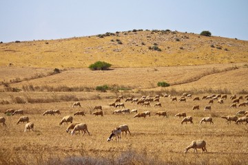 Fototapeta na wymiar Herd of sheeps
