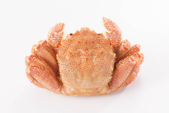 毛蟹