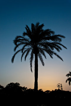 Silhouette of a palm