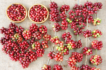 red fresh coffee bean