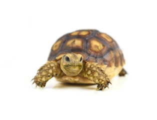 turtle isolated on white background