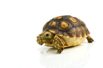 turtle isolated on white background