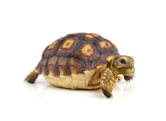 Obraz premium turtle isolated on white background