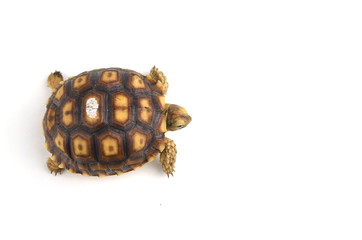turtle isolated on white background