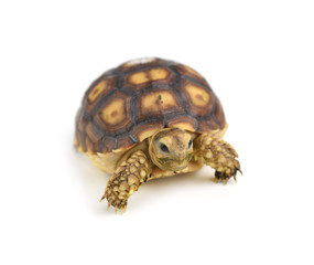 turtle isolated on white background