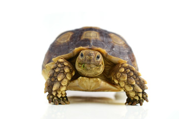 turtle isolated on white background