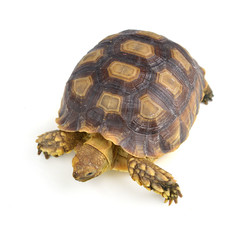 turtle isolated on white background