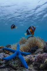 Fototapeta na wymiar blue starfish and clownfish