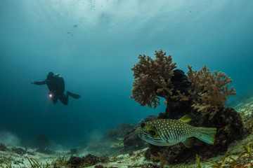 diver and puffer play hide and seek