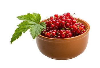 Red currant