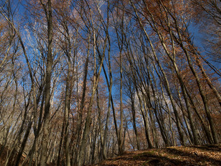 Fototapeta na wymiar autumn forest on the background of sky