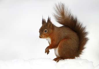 Red squirrel against white background