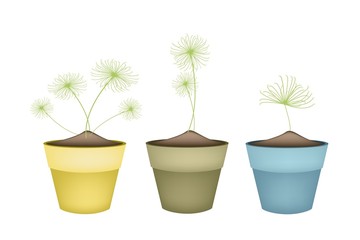 Cyperus Papyrus Plant in Ceramic Flower Pots