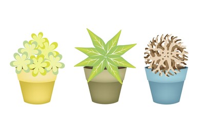 Lovely Trees and Plants in Terracotta Flower Pots