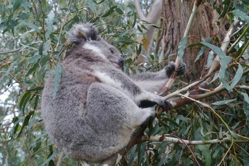 Koala in an Eucalyptus tree in Australia