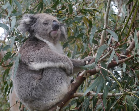 Koala in an Eucalyptus tree in Australia