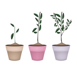 Beautiful Ornamental Trees in Ceramic Flower Pots