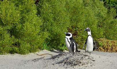 Obraz premium African penguins