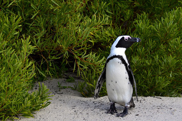 Fototapeta premium African penguins