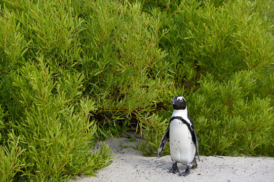African penguins