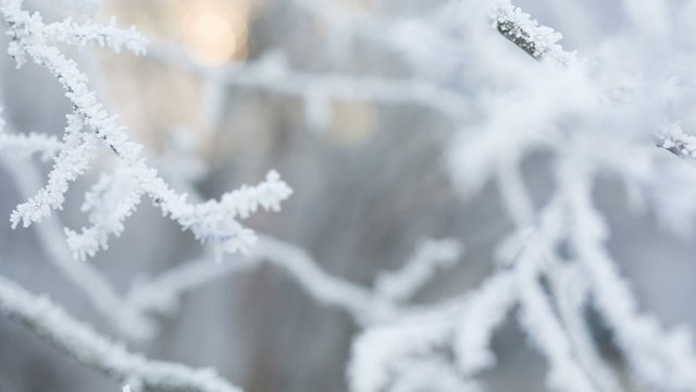 frosted tree branches pan movement, shoot in RAW