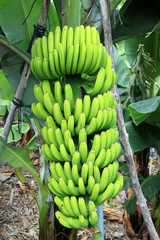 A banana trees with bananas