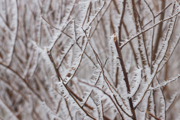 frozen leaves