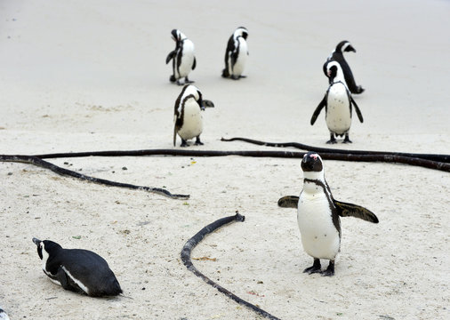 African penguin  at the Beach.