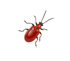 red beetle