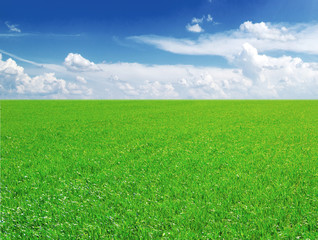 Fototapeta premium Field of grass and blue sky