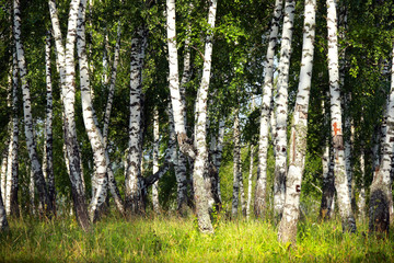 birch grove in the Urals