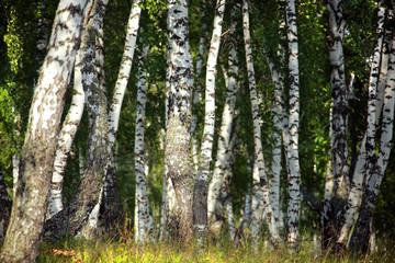 birch grove in the Urals