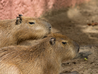 Capybara