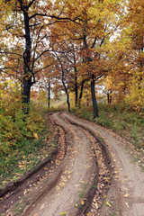 dirt road in autumn forest