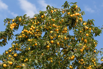 Ripe yellow plums on the tree. Seasonal harvest. Ukraine.