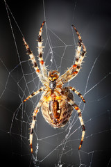 spider