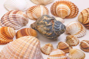 Herzmuscheln