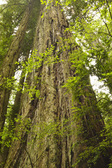 Redwood Tree
