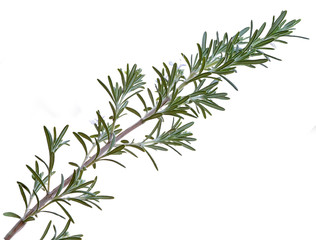 Rosemary sprig isolated on white background