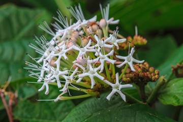 beautiful wild flower in forest